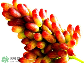 美人指葡萄多少錢一斤？美人指葡萄是轉(zhuǎn)基因嗎？