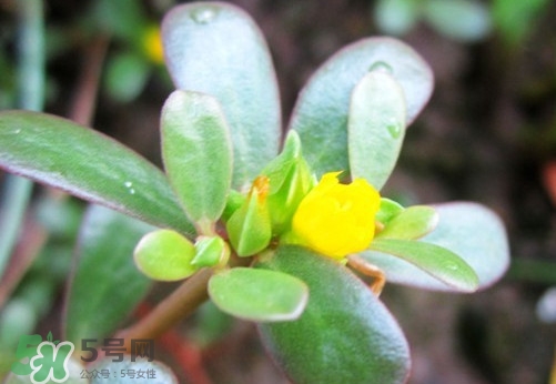 馬蜂菜有毒嗎？馬蜂菜有什么好處