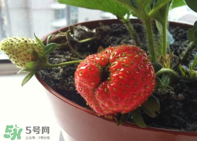 七月份有草莓嗎？7月份有草莓嗎？