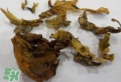 昆布是什么？昆布是海帶嗎