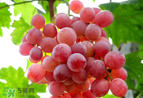 紅提變軟了還能吃嗎？紅提變軟是不是壞了？