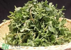 馬蜂菜孕婦可以吃嗎？孕婦能吃馬蜂菜嗎