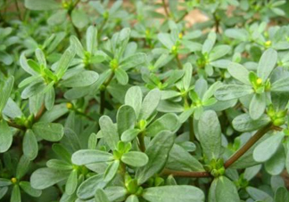 馬蜂菜治什么?。狂R蜂菜的功效與作用