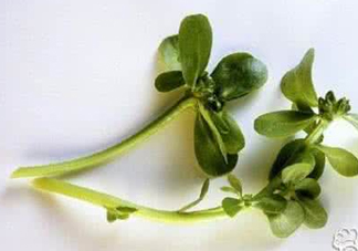 馬蜂菜有毒嗎？馬蜂菜有什么好處