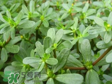 馬蜂菜跟什么相克？什么人不能吃馬蜂菜？