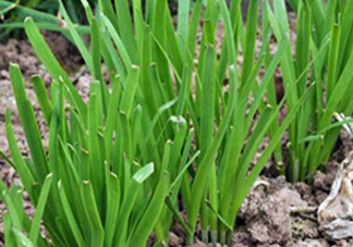 6月份能種韭菜嗎？ 6月份能種韭菜種子嗎？