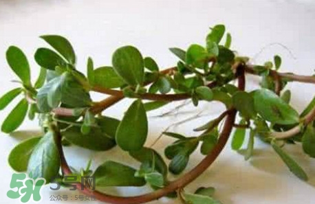 馬蜂菜跟什么相克？什么人不能吃馬蜂菜？