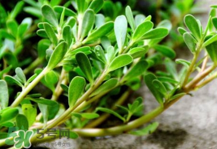 馬蜂菜有毒嗎？馬蜂菜有什么好處