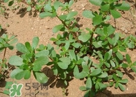 馬蜂菜治什么病？馬蜂菜的功效與作用