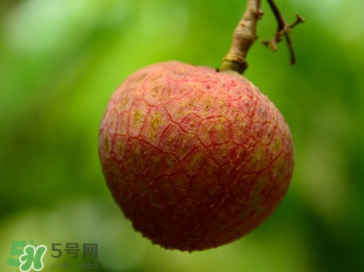 增城哪里可以摘荔枝？增城哪里有荔枝摘