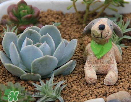 多肉植物怎么養(yǎng)？多肉植物多久澆一次水