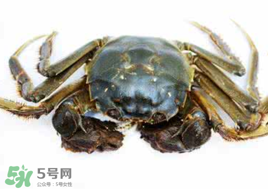 黃浦江邊為什么會出現(xiàn)大閘蟹？黃浦江岸邊驚現(xiàn)大閘蟹