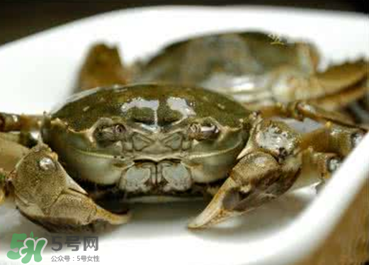 黃浦江邊為什么會出現(xiàn)大閘蟹？黃浦江岸邊驚現(xiàn)大閘蟹