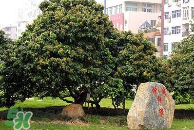 掛綠荔枝為什么這么出名？掛綠荔枝的由來(lái)和傳說(shuō)