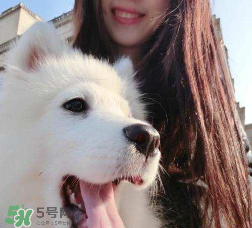 薩摩耶多少錢一只？小薩摩耶多少錢一只？