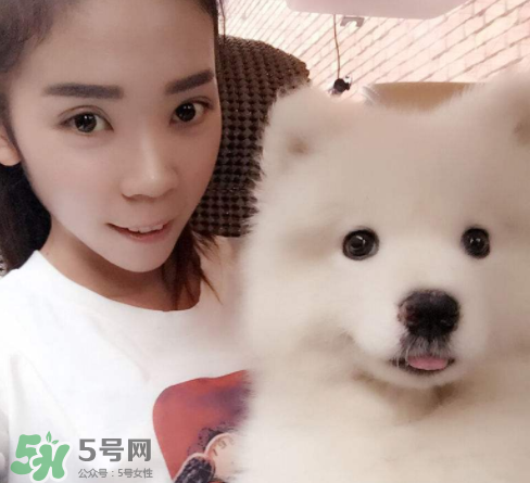 薩摩耶多少錢一只？小薩摩耶多少錢一只？