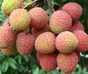 增城荔枝什么時(shí)候成熟？增城的荔枝品種有哪些？