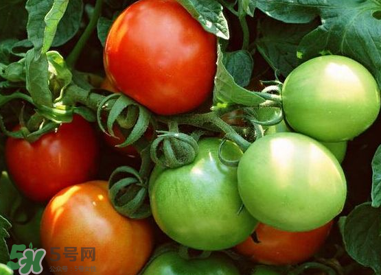 青西紅柿放紅了能吃嗎？青西紅柿放熟了能吃嗎？