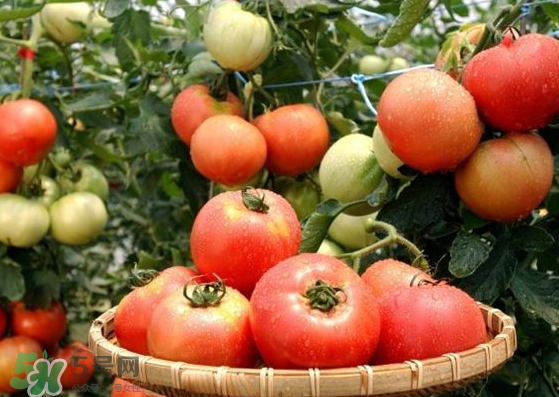 青西紅柿放紅了能吃嗎？青西紅柿放熟了能吃嗎？