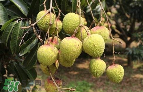 增城荔枝多少錢(qián)一斤？增城荔枝哪里的最好吃