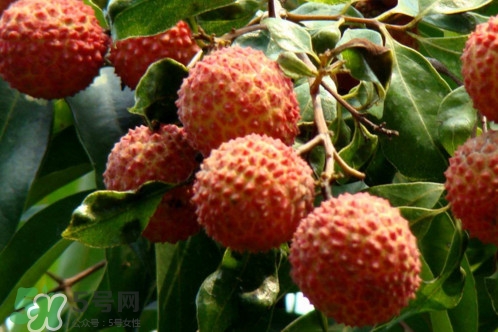 增城荔枝多少錢(qián)一斤？增城荔枝哪里的最好吃