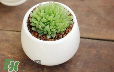 多肉植物怎么養(yǎng)？多肉植物多久澆一次水
