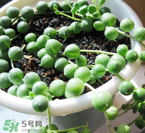 多肉植物能吃嗎？多肉植物哪些可以吃