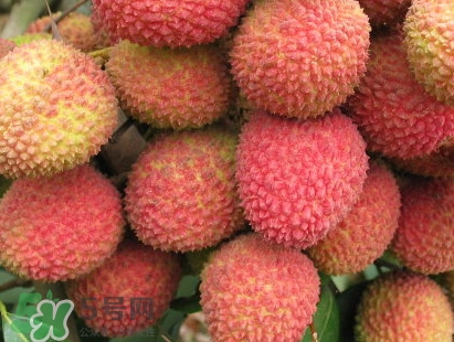增城和從化荔枝哪個出名？哪種荔枝最有名