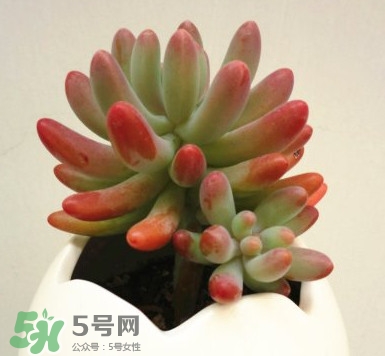 多肉植物能吃嗎？多肉植物哪些可以吃