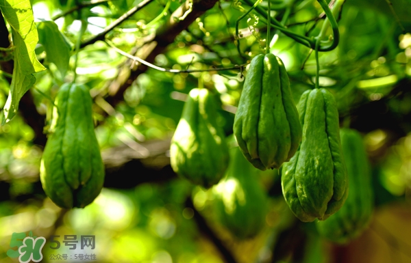 佛手瓜是涼性還是熱性？佛手瓜是什么樣子？