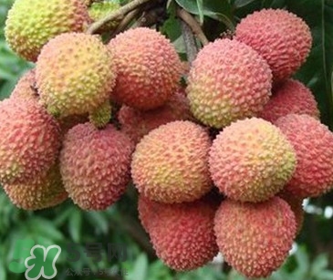 增城哪里可以摘荔枝？增城哪里有荔枝摘