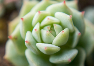 多肉植物能吃嗎？多肉植物哪些可以吃
