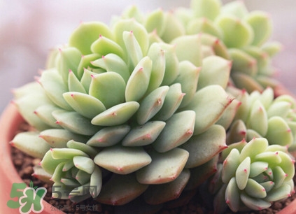 多肉植物能吃嗎？多肉植物哪些可以吃
