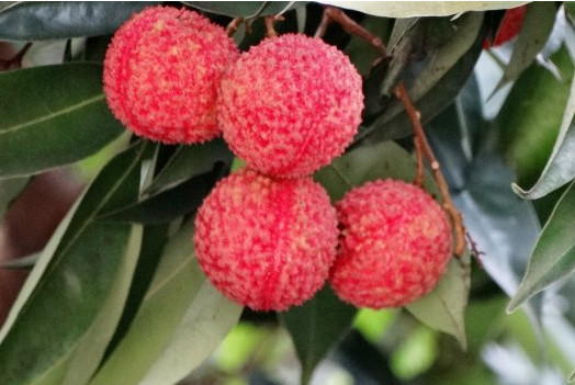增城荔枝什么時(shí)候成熟？增城的荔枝品種有哪些？