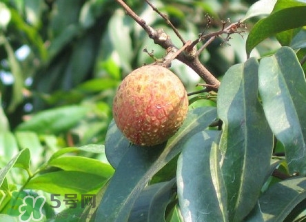 增城掛綠荔枝最貴多少錢？掛綠荔枝和普通荔枝有什么區(qū)別