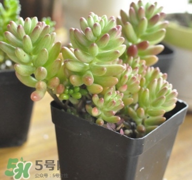 多肉植物能吃嗎？多肉植物哪些可以吃