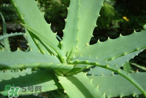 多肉植物能吃嗎？多肉植物哪些可以吃