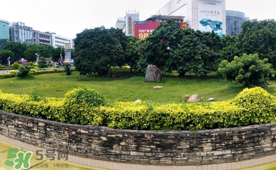 掛綠荔枝為什么這么出名？掛綠荔枝的由來(lái)和傳說(shuō)