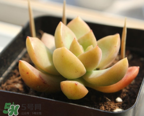 多肉植物能吃嗎？多肉植物哪些可以吃