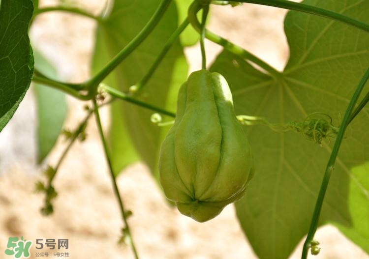 佛手瓜發(fā)芽了可以吃嗎？佛手瓜怎么吃？