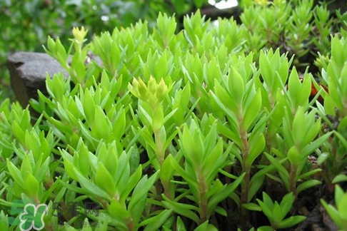 多肉植物能吃嗎？多肉植物哪些可以吃