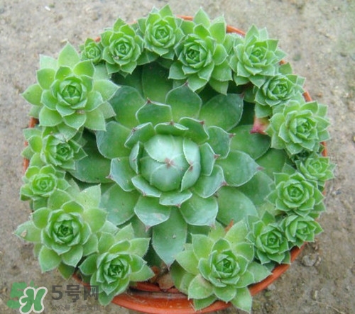 多肉植物能吃嗎？多肉植物哪些可以吃