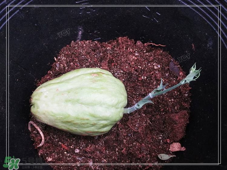 佛手瓜發(fā)芽了可以吃嗎？佛手瓜怎么吃？