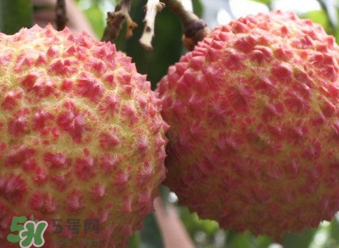 增城哪里可以摘荔枝？增城哪里有荔枝摘