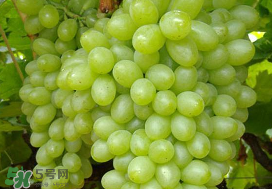 青提是轉(zhuǎn)基因嗎？青提怎么挑？