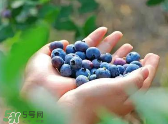 藍(lán)莓和楊梅能一起吃嗎？藍(lán)莓和楊梅可以一起泡酒嗎？