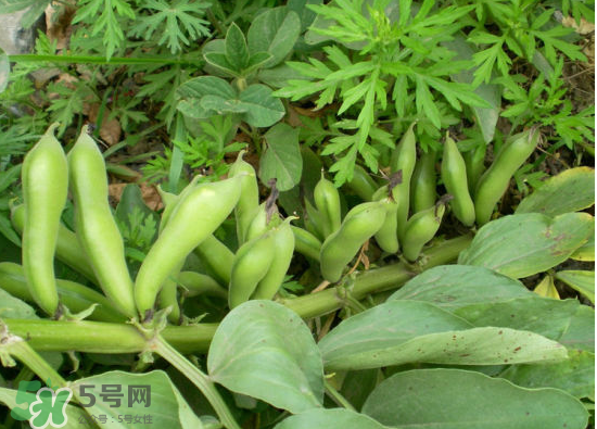 夏天可以種什么蔬菜？夏天適合種什么蔬菜？