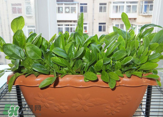 夏天可以種什么蔬菜？夏天適合種什么蔬菜？