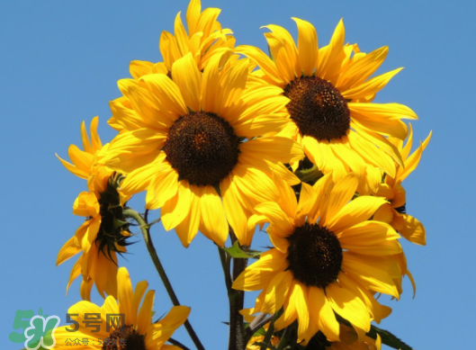 夏天可以種向日葵嗎？向日葵夏天能種嗎？