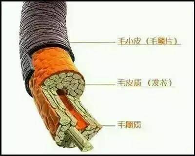 歐貝芙洗發(fā)水怎么樣？歐貝芙洗發(fā)水好用嗎
